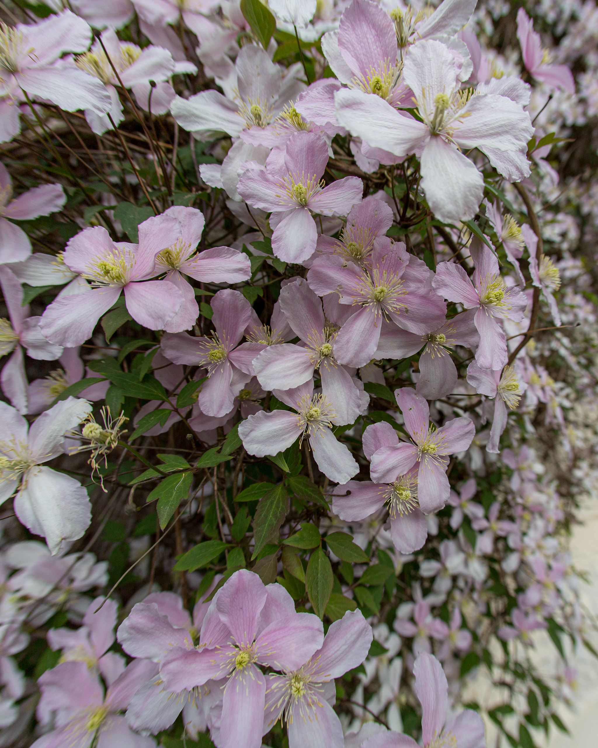 20130525091339 RD 28054